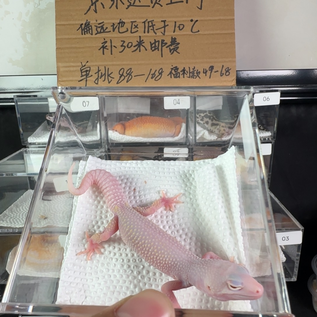 豹纹守宫雪花恶魔白酒弟弟