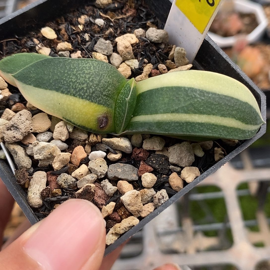 228珍珠卧牛锦一物一拍