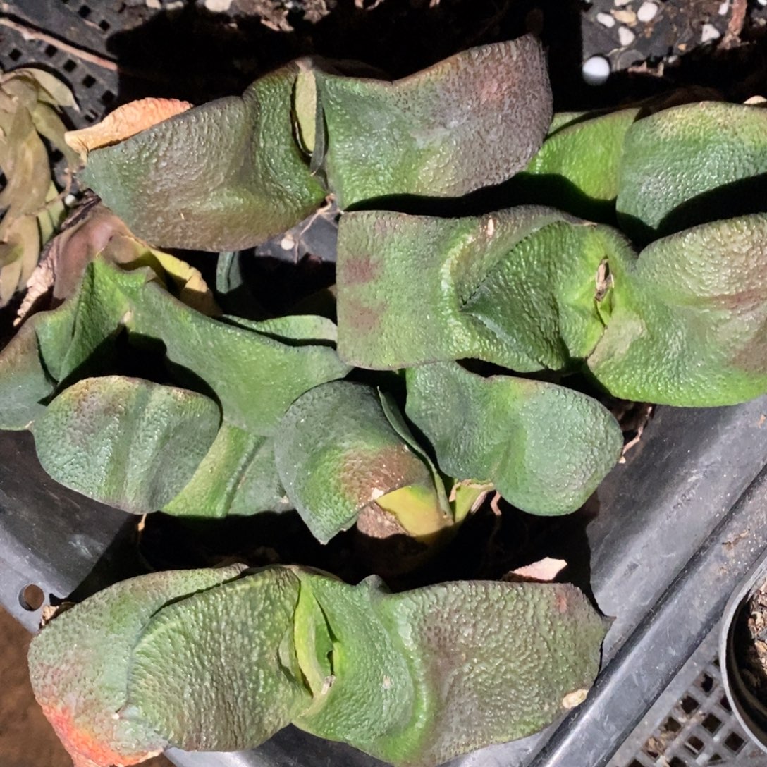 1205 一颗超大军配卧牛 双12福利