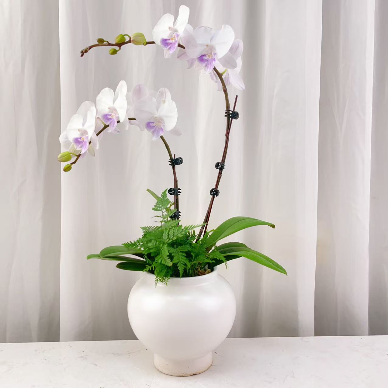 国华优选【白富美】蝴蝶兰绿植花卉艺术 高级盆栽植株 很好养