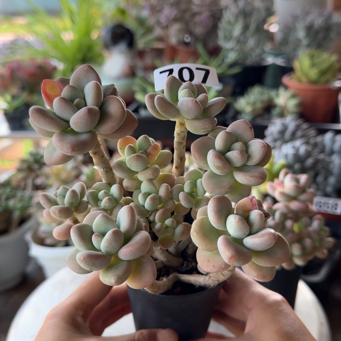 717号 一物一拍 一物一拍