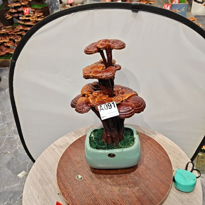 灵芝盆景高端大气上档次灵芝