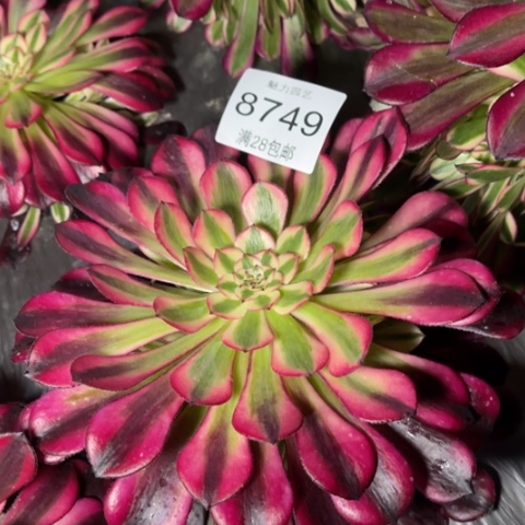 紫桐多肉多肉8749