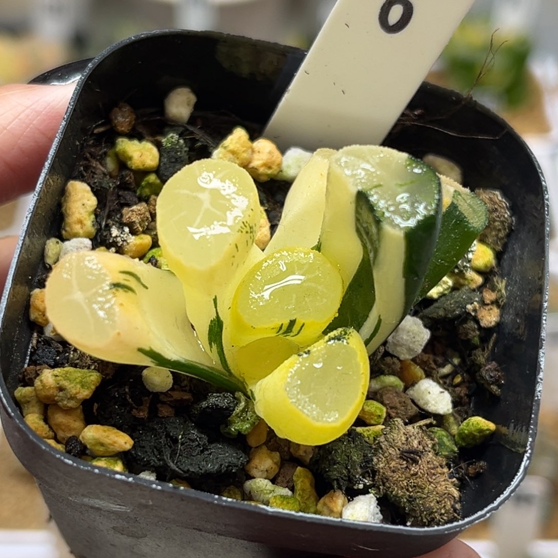 6玉龙万象锦（根弱介意勿拍）福利专场