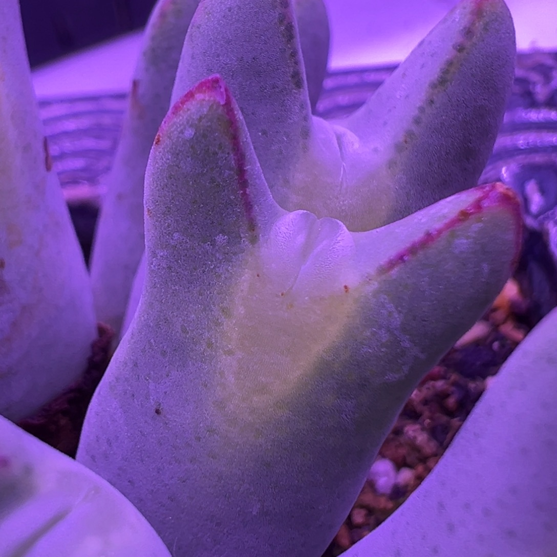 标价为单头价格 嘟嘴将 