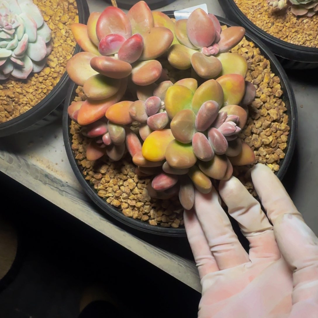 a a a a a a a a a 103