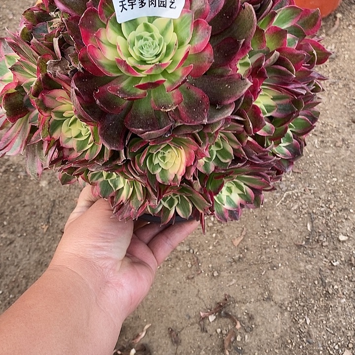 多肉植物海王709多肉