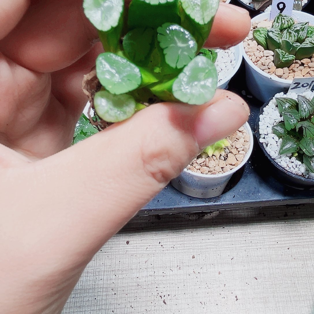 嗄***_特价万象多肉植物6666