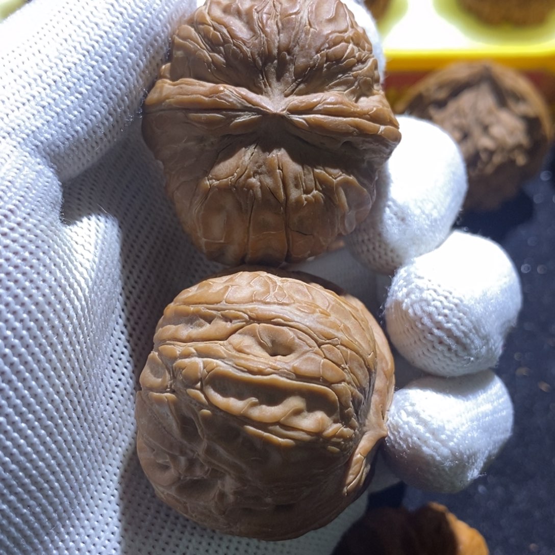 元宝40尺全品无修海豚头