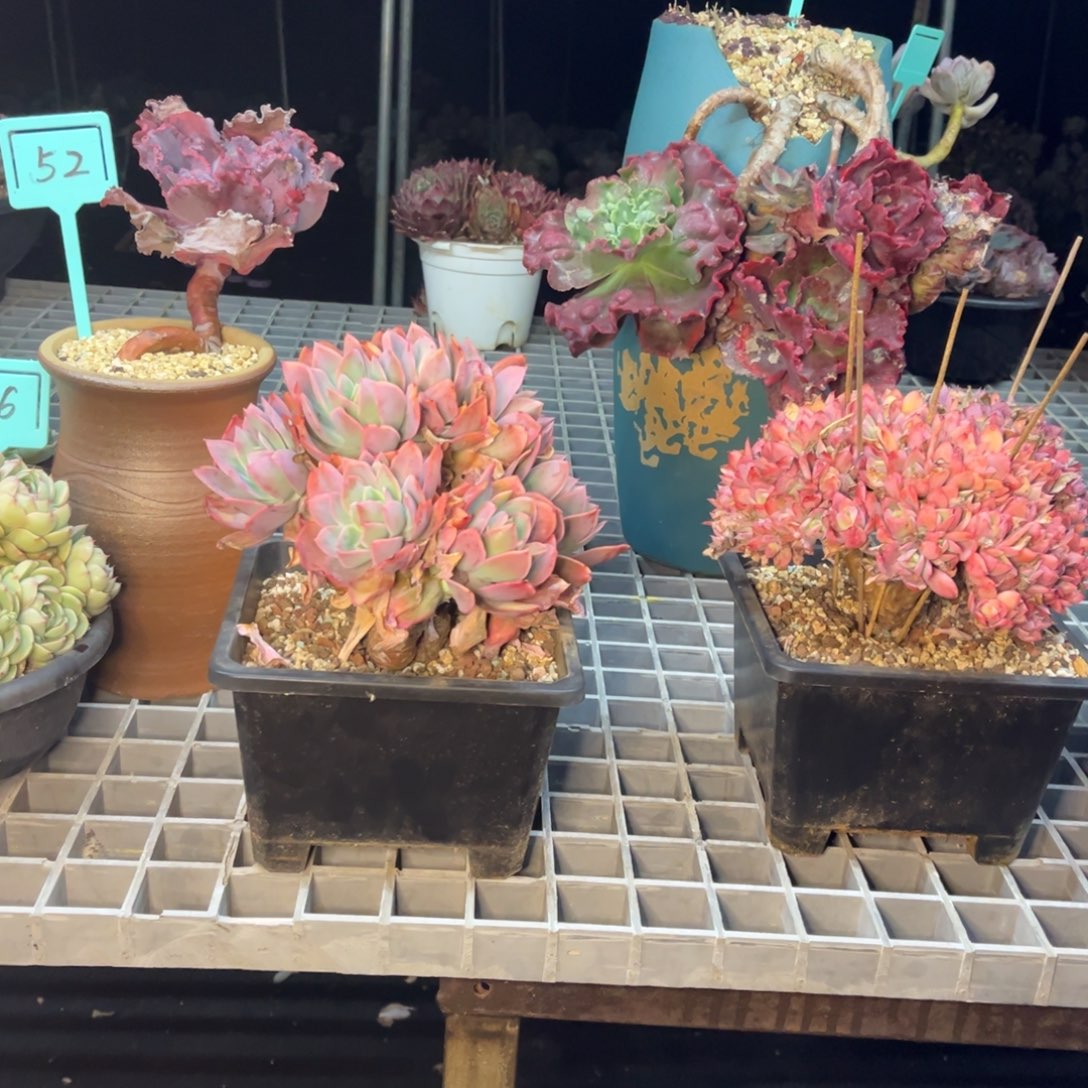 小雨多肉绮罗缀化