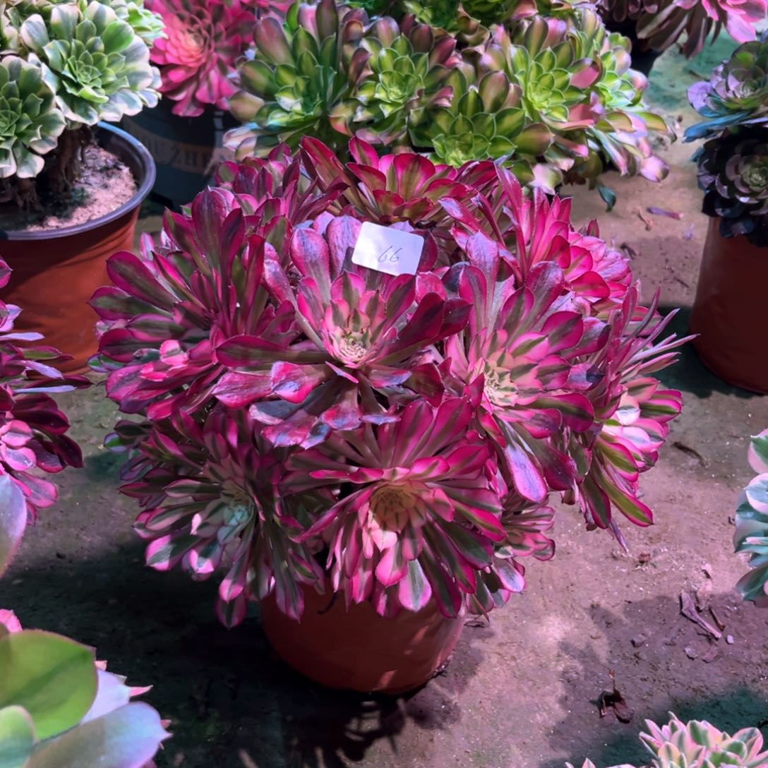 多肉植物红铜白066