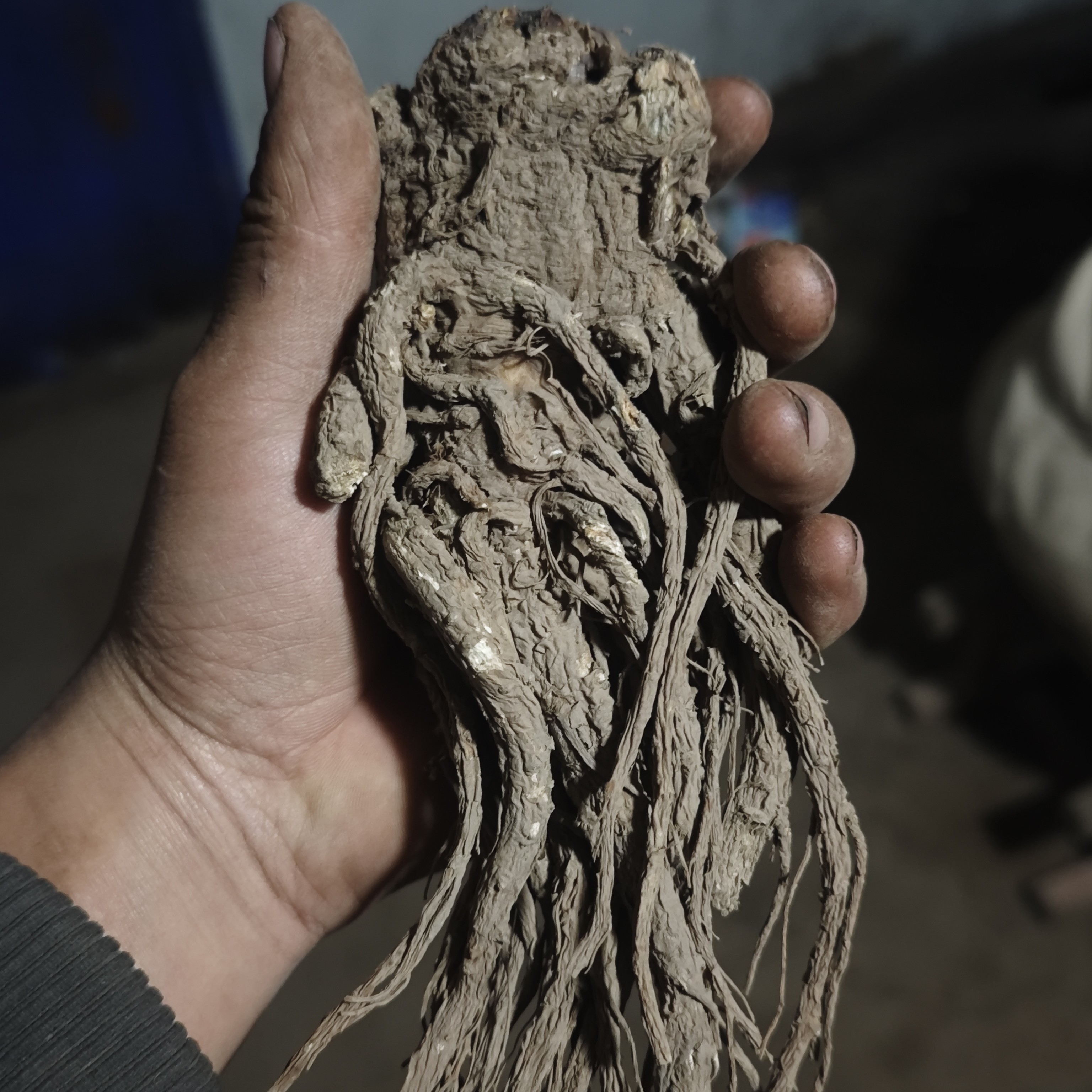 甘肃高原特级整根当归无熏硫滋补煲汤养生泡8+1优选