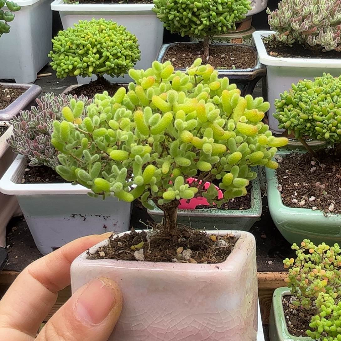 通***透蜜桔不带盆优选枝干