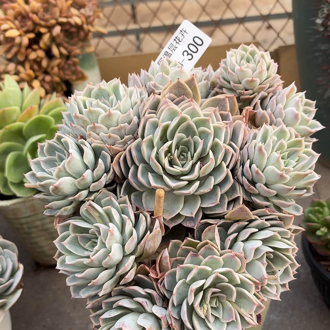 同温层多肉约瑟琳300