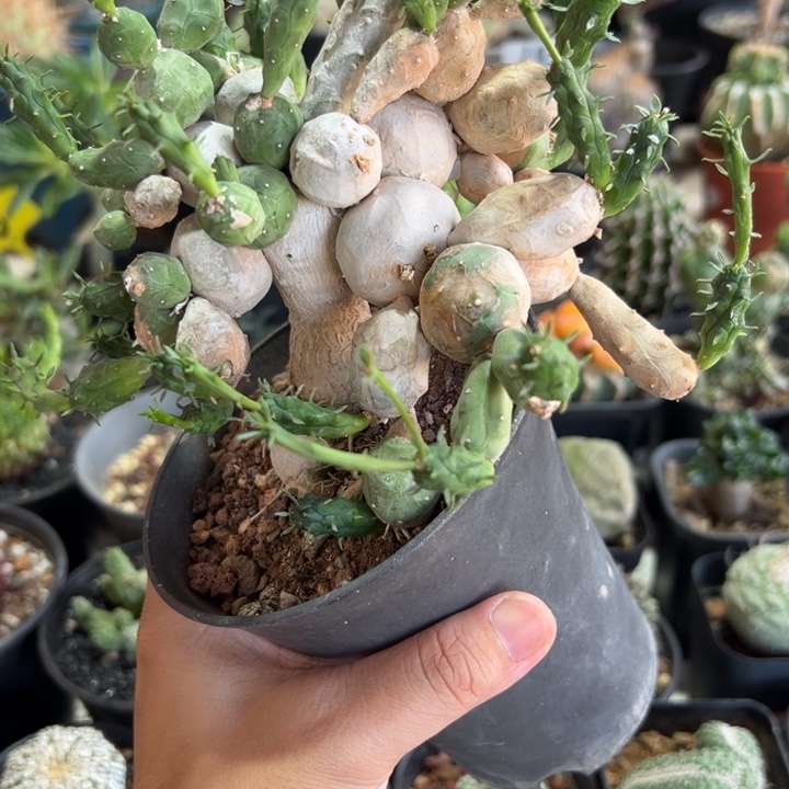 鱼鳞宝111111111111