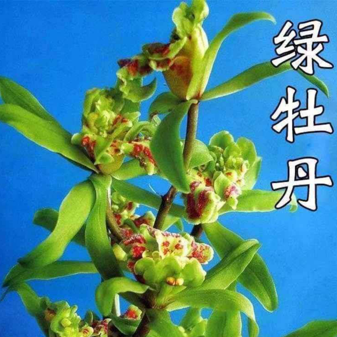 蕙兰老种【绿牡丹】正品兰花浓香型花卉绿植