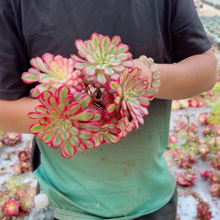 小颗白月光多肉法师