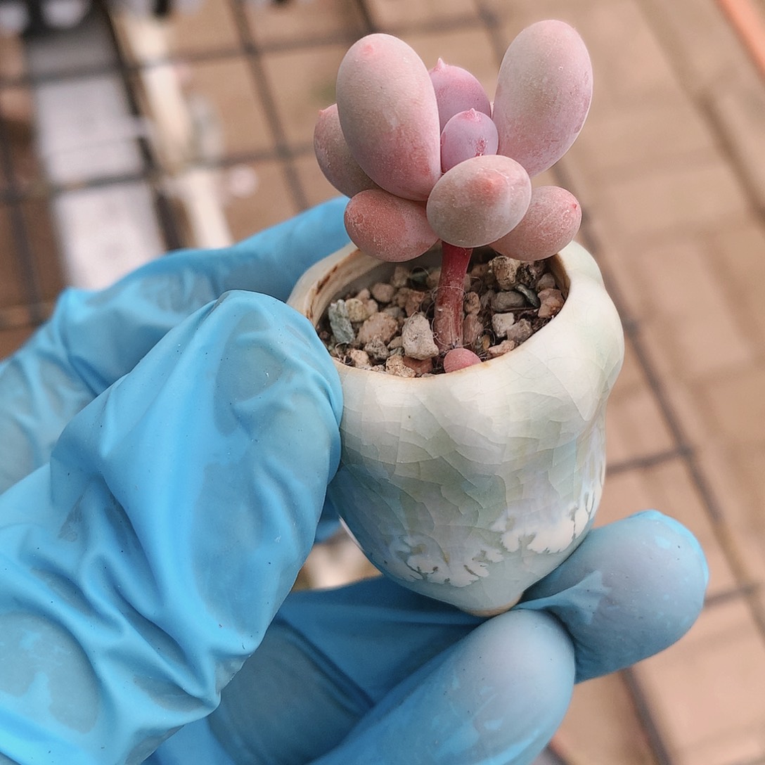 彩虹奶酪一物一拍