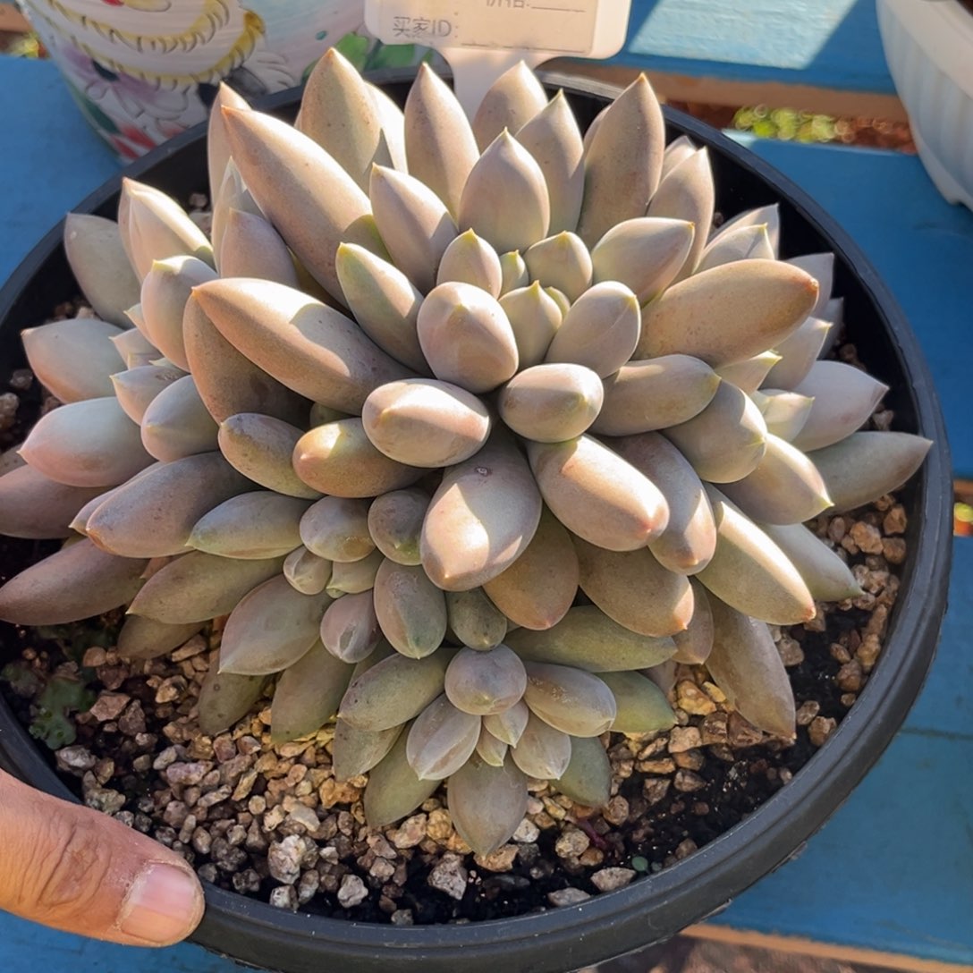 九***键哥特多肉植物海豚体294