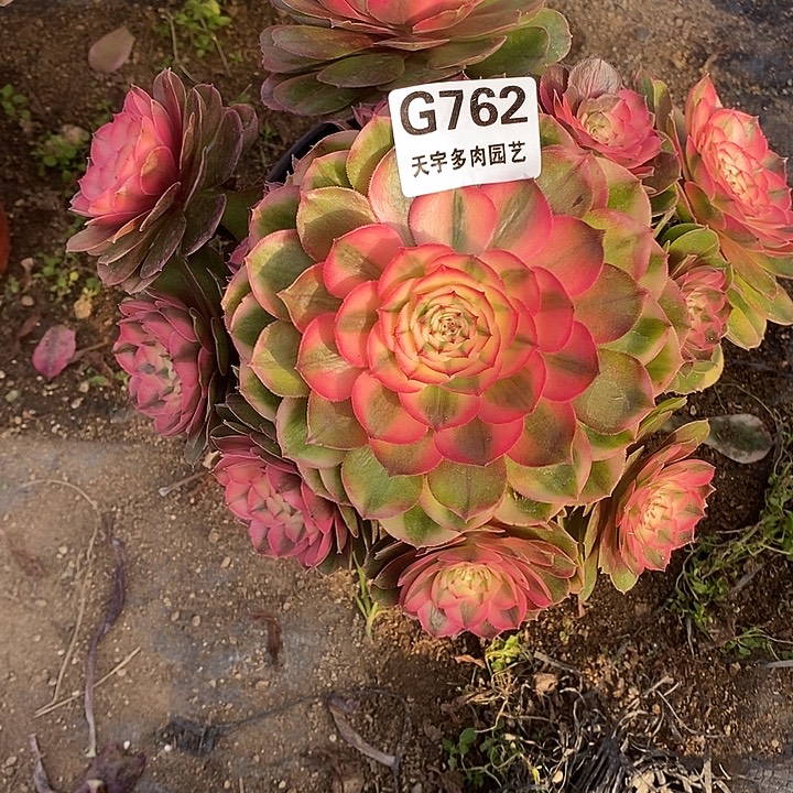 多肉植物荔枝762多肉