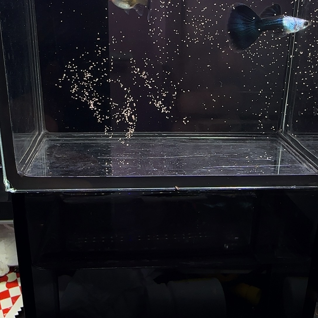 孔雀鱼艾尔银蓝尾一对