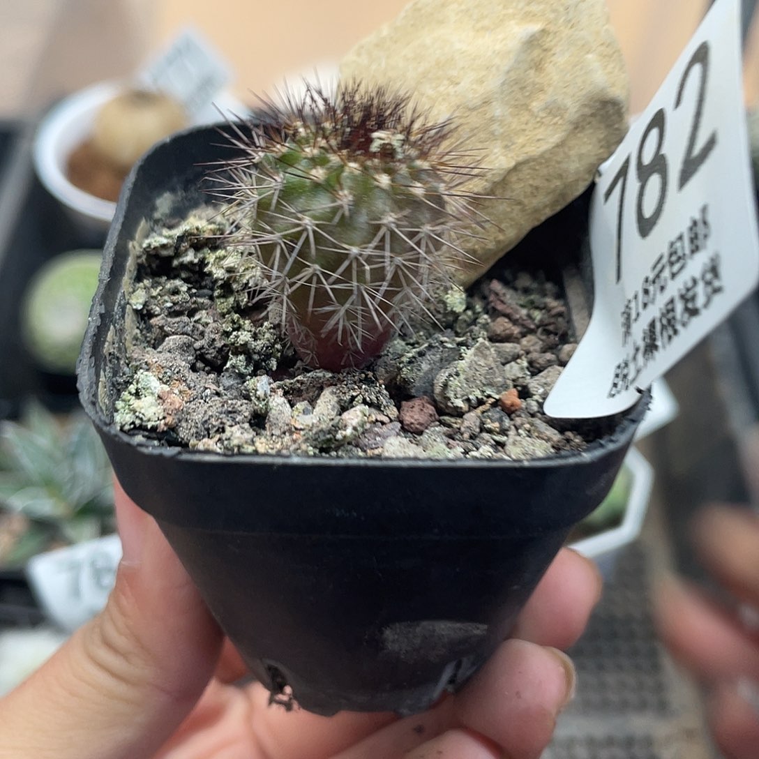 782尤博球（满18元包邮）