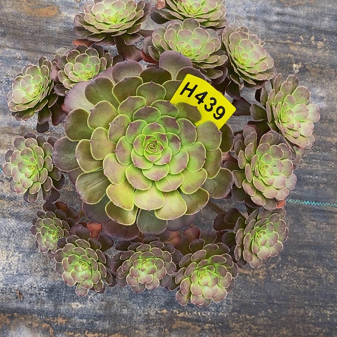 439黑暗萝莉44444444444