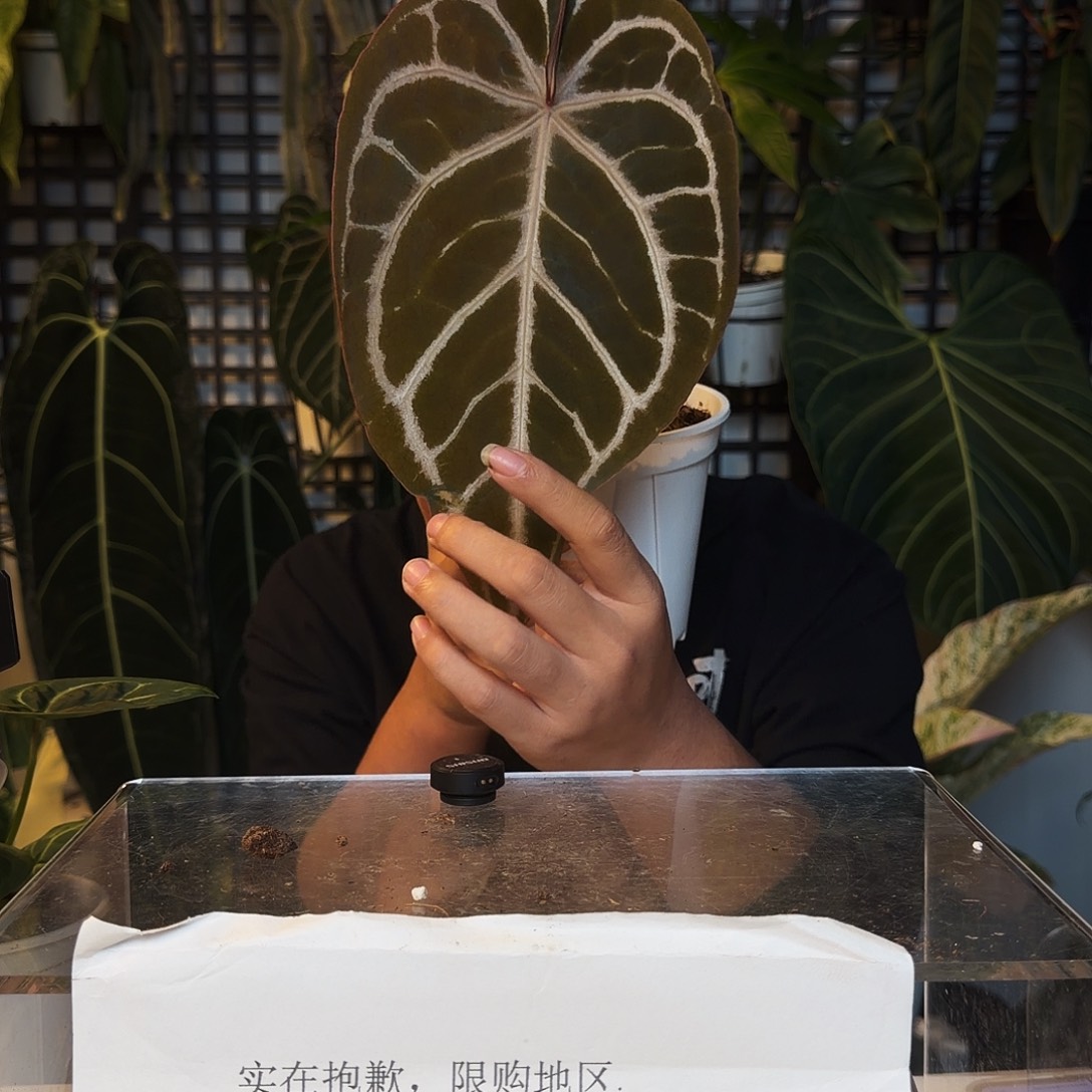 完全开放P47SKG杂红