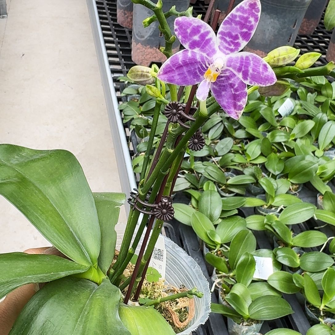 无花朵柳林盲盒3.8杯 少根