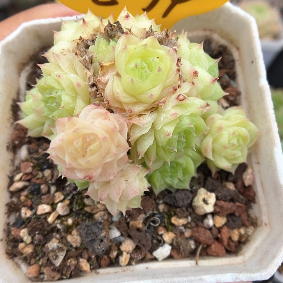 朵朵麦秆群生874号。  