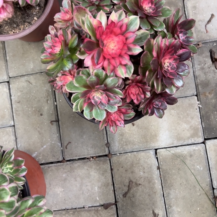 爱****黑膜锦多肉植物花花