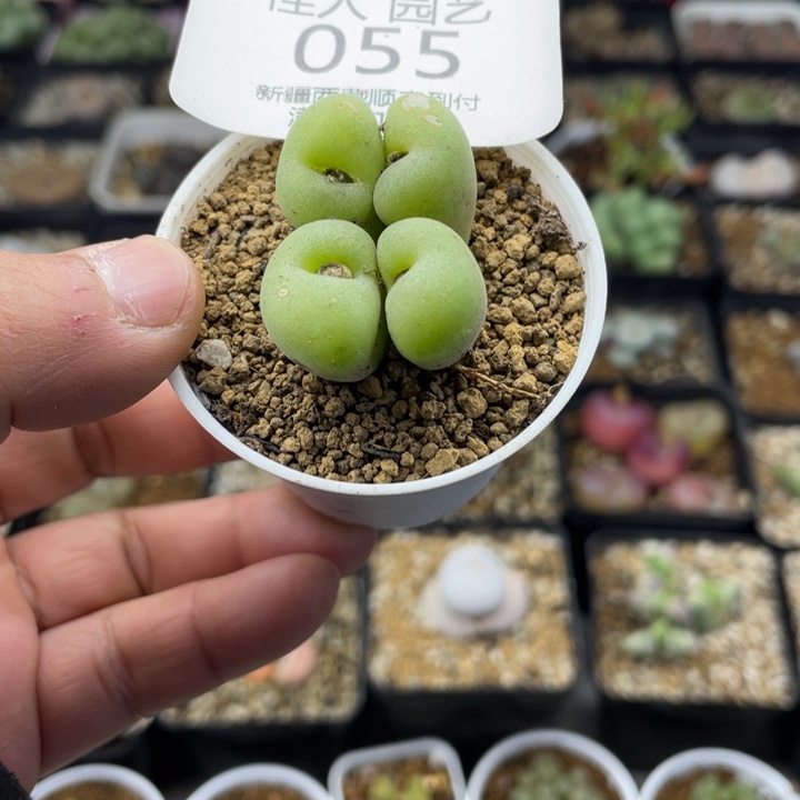 佳人园艺老周上新年福利啦孔卡福055