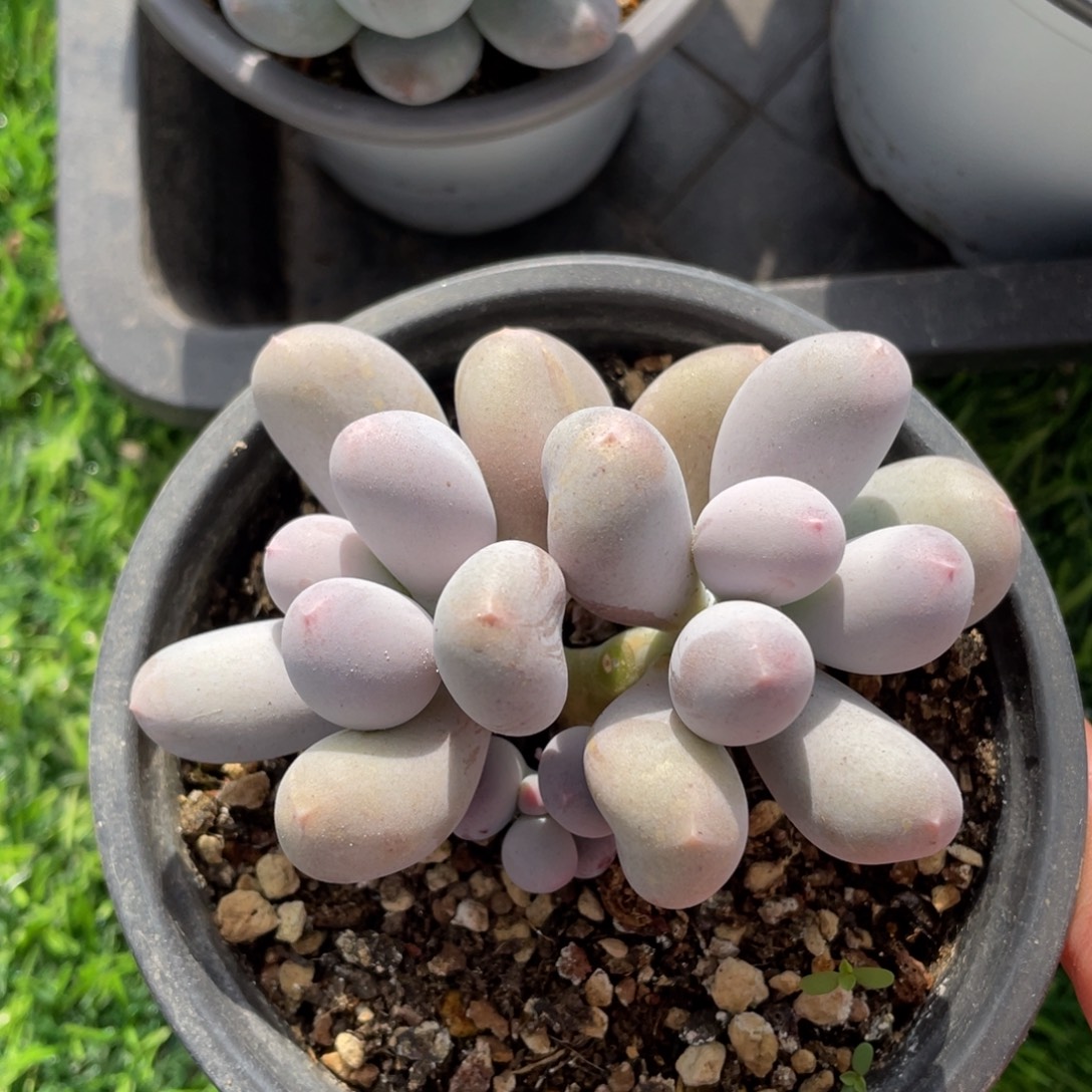 米可奶酪多肉植物