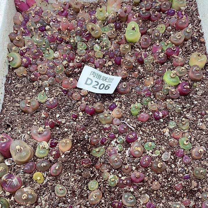 206呃呃呃呃呃呃呃呃呃