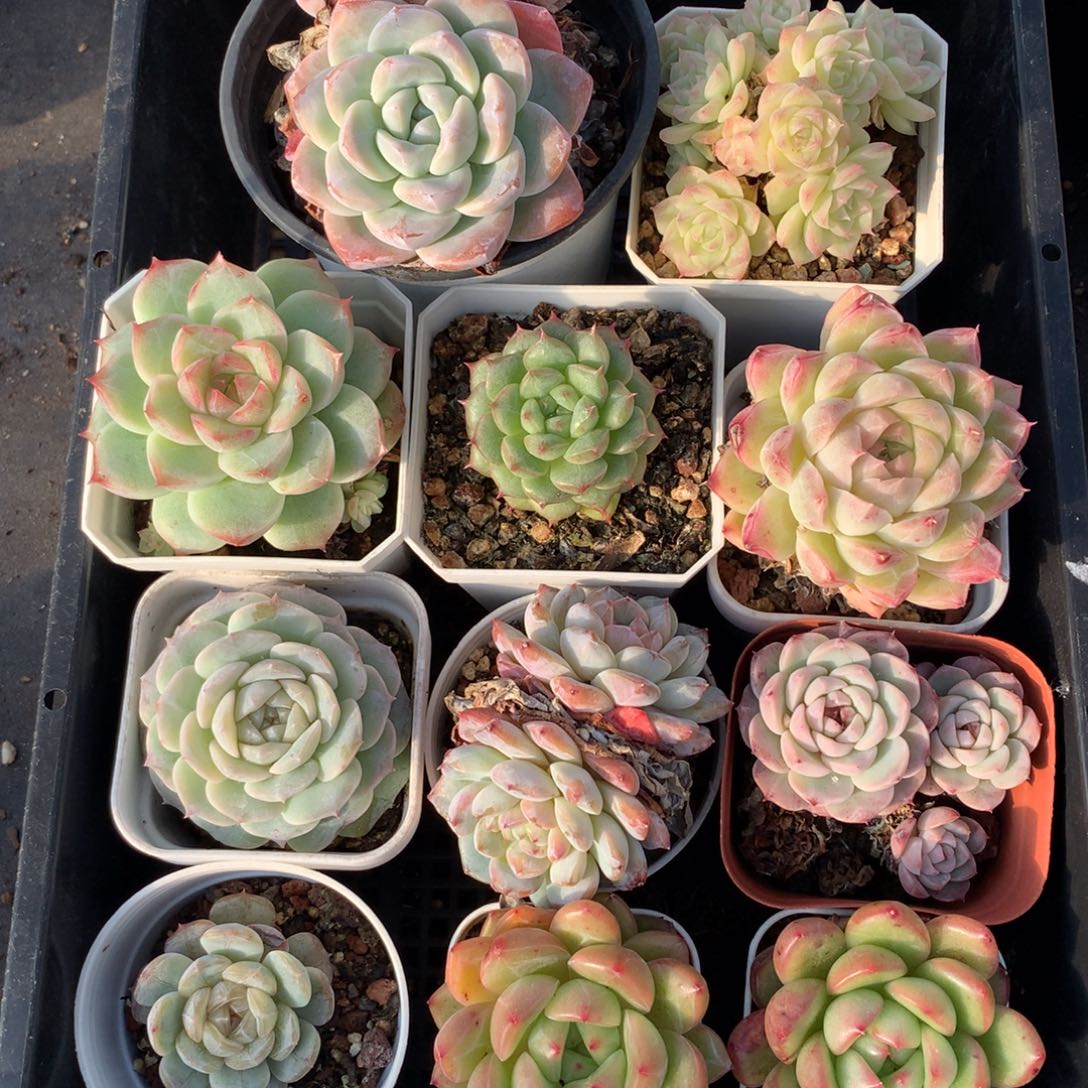 1201-66 套餐一组