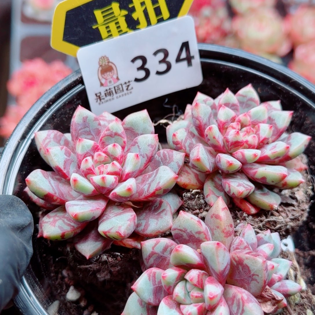 多肉植物多肉植物