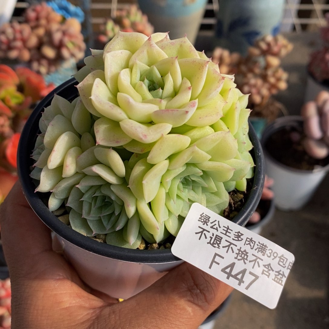 白天鹅麦秆447/7c m