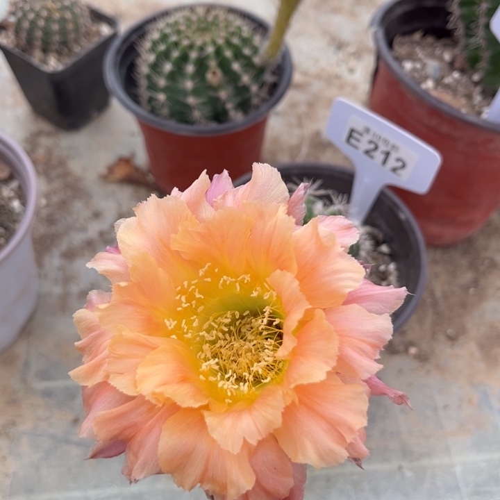 彩草E212一物一拍