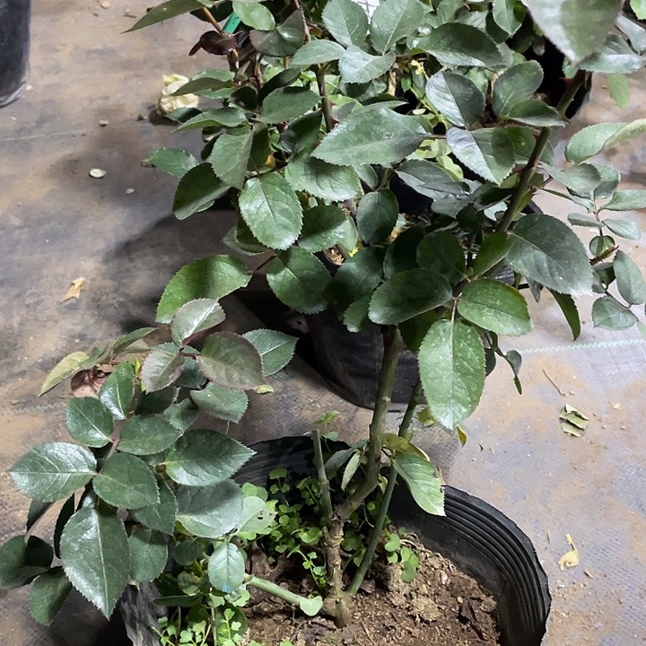 当前无花朵，栽培后可花朵科德斯庆典