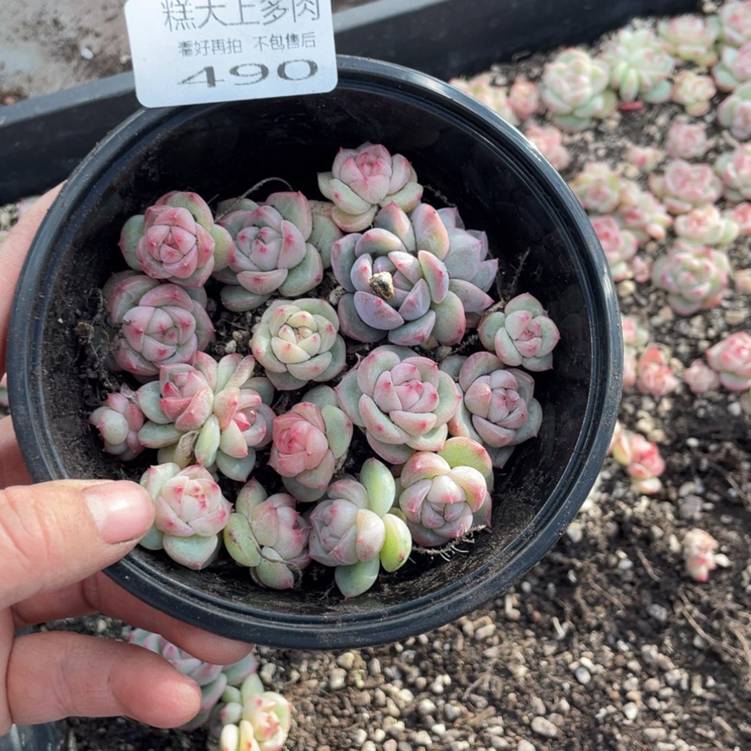 糕大上多肉植物490
