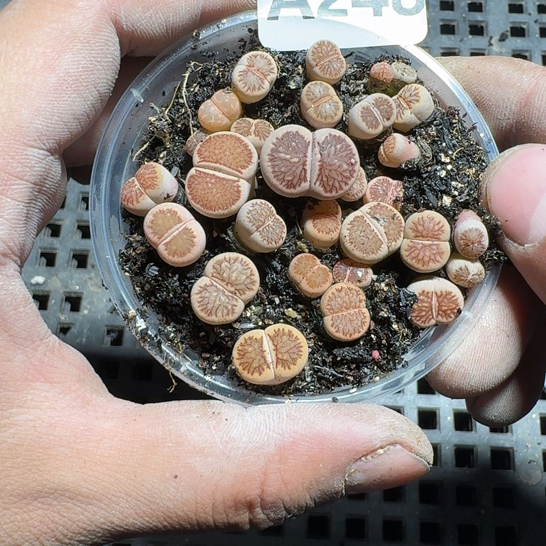 248 多肉植物多肉植物