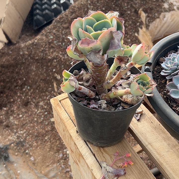 用****2多肉植物实物67