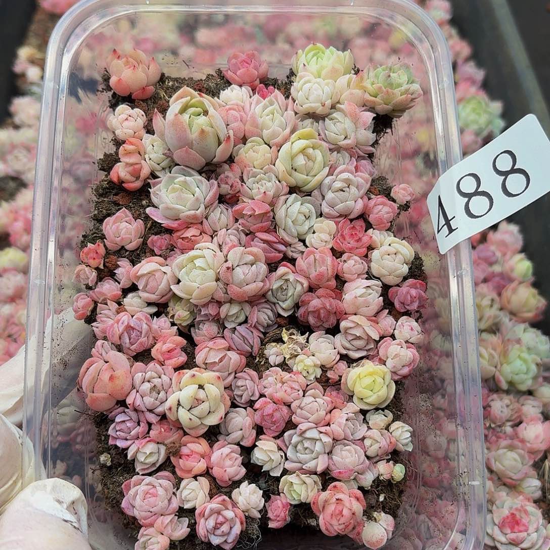 多肉植物多肉植物488