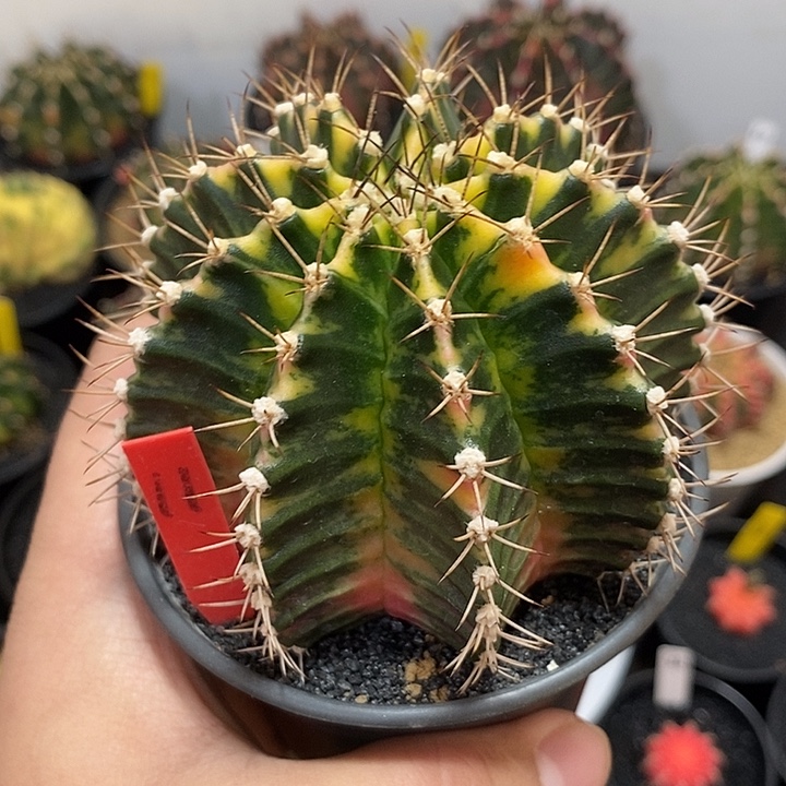 泰系全品米哈—带盆土发货5