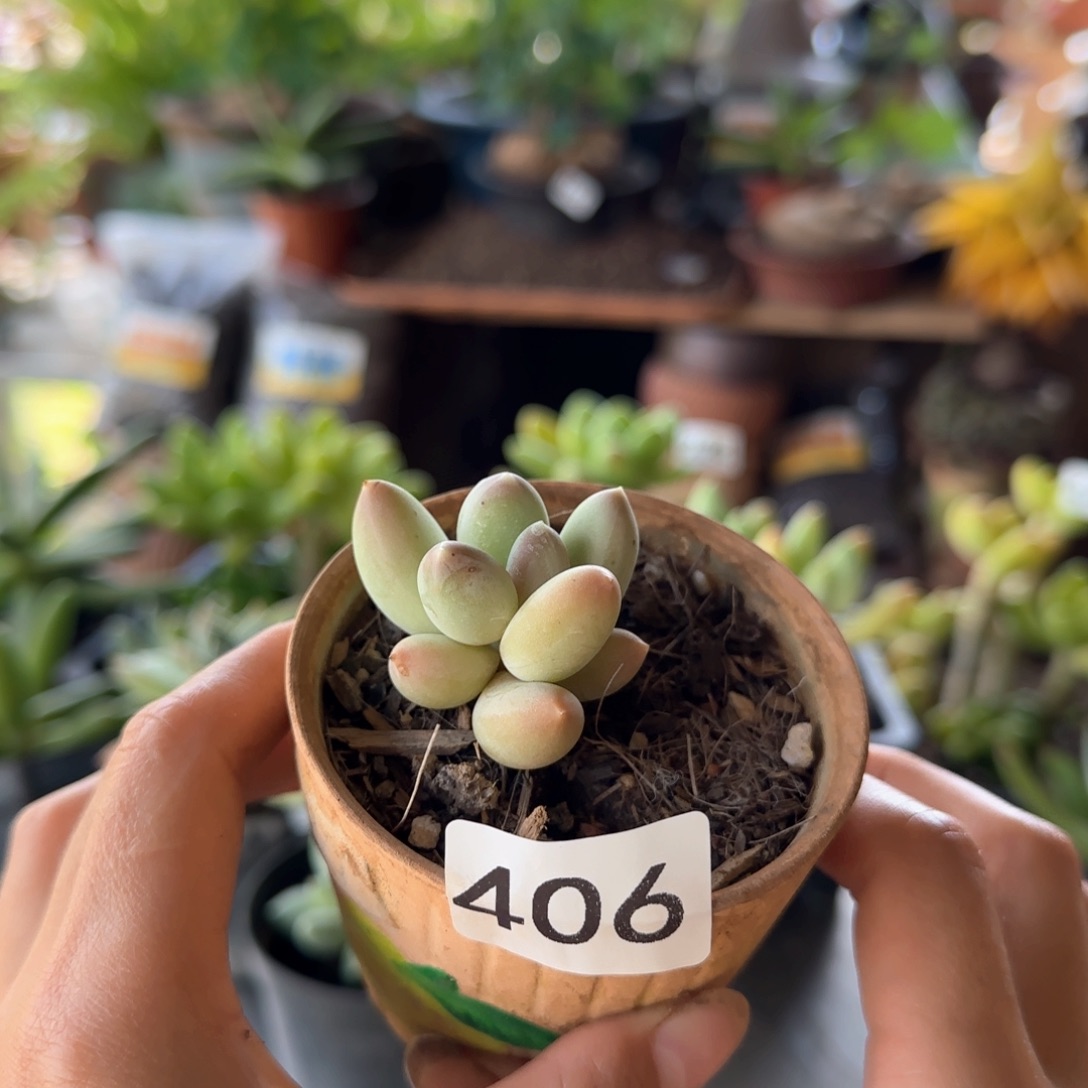406号 一物一拍 一物一拍