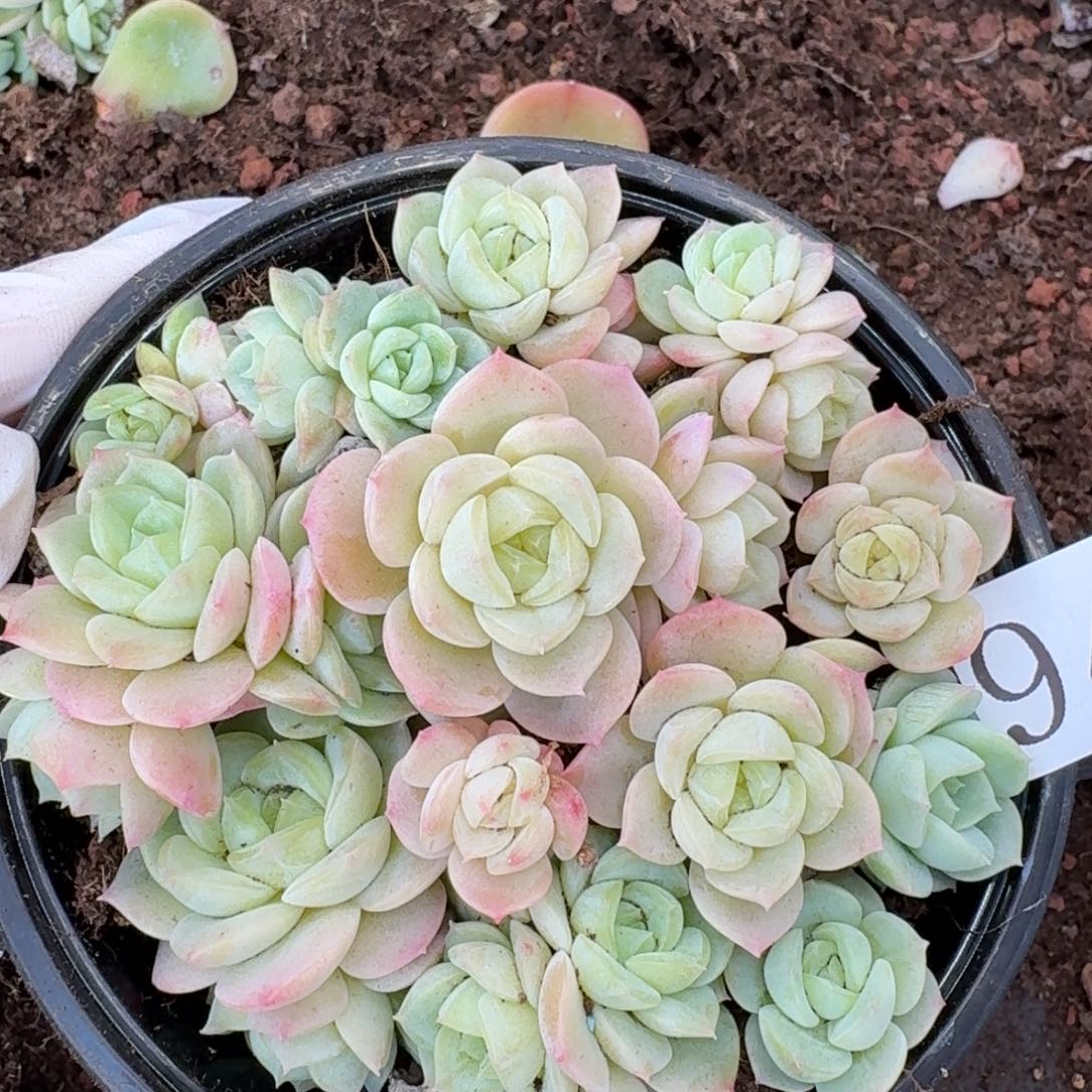 多肉植物多肉植物946