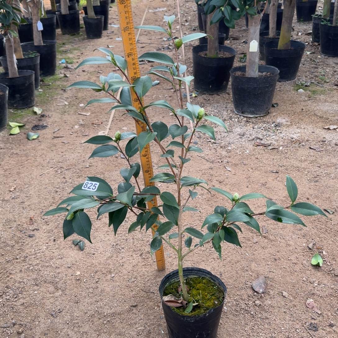 少量花朵（建议范围：2朵-5朵 或40%以下）825孔雀玉浦