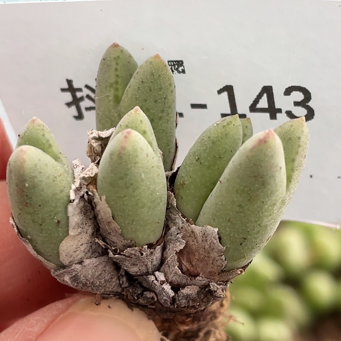 31-143猪蹄多肉植物