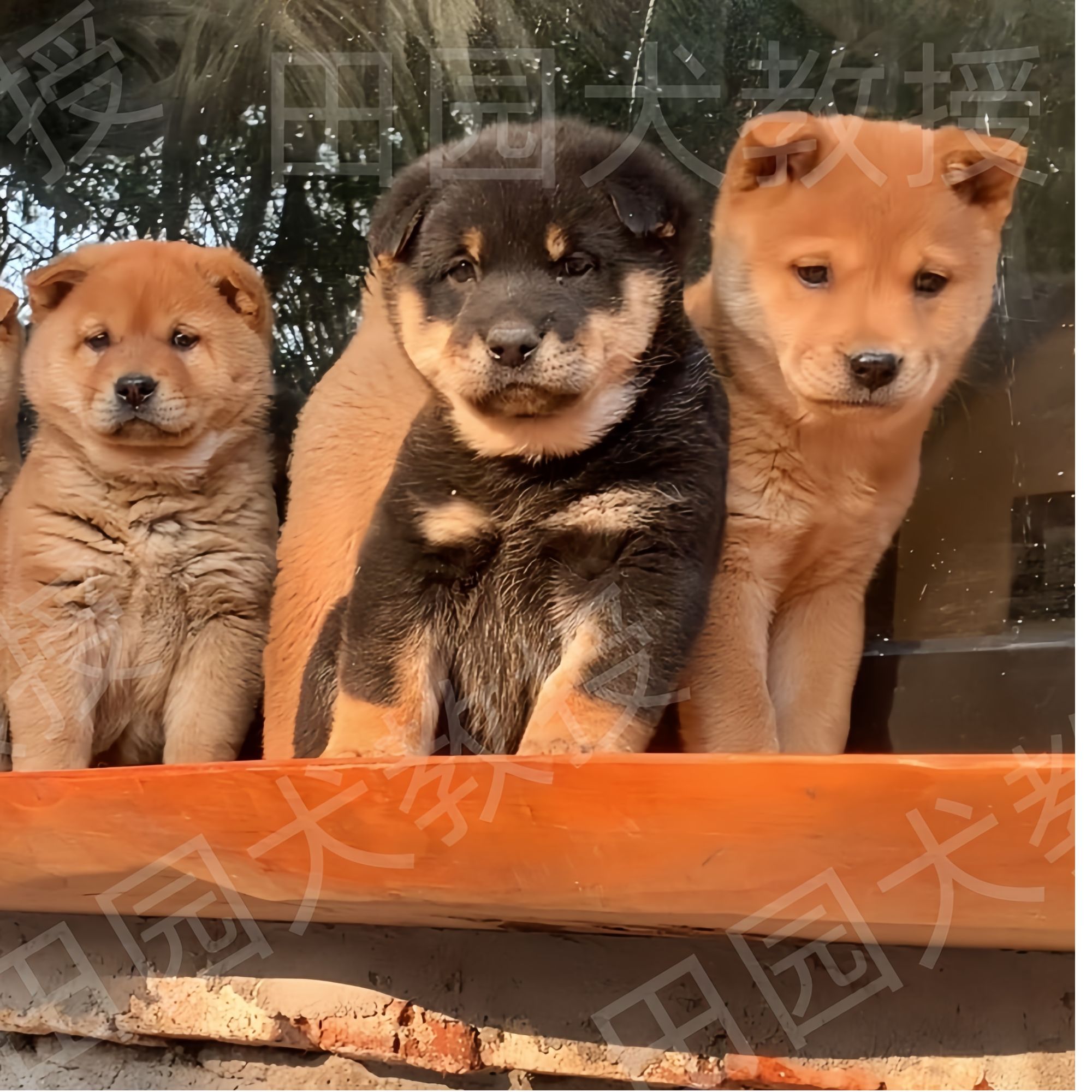 田园犬教授可爱狗狗活体健康