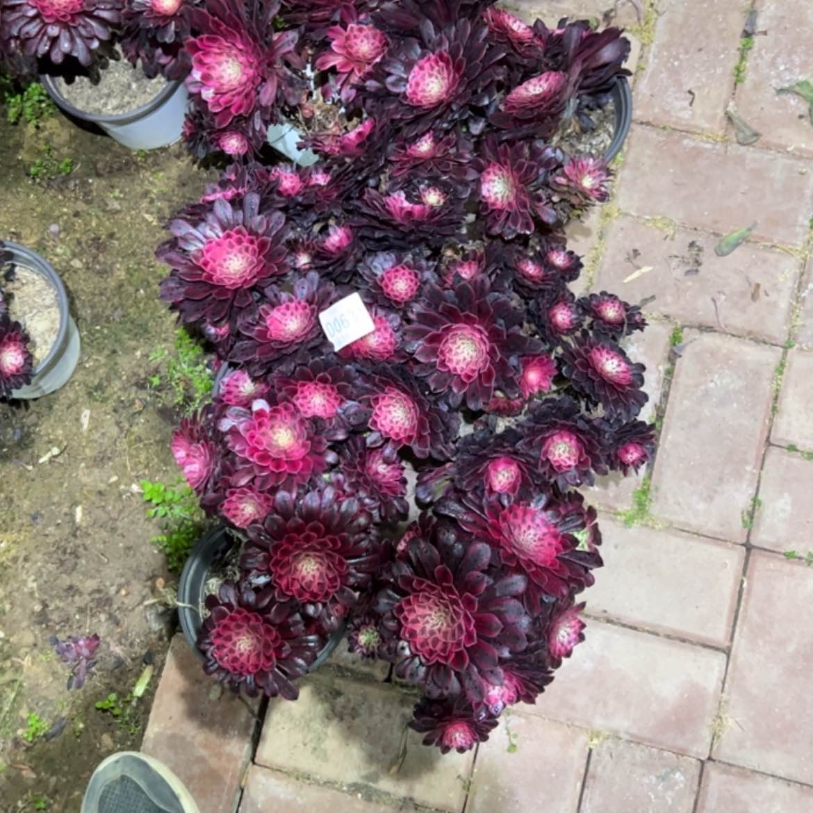 【闪购商品】631黑铜白多肉